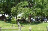 Shady Tent Sites