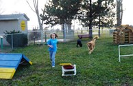 Dogs love to play in our outdoor Camp K-9!