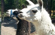 Petting Zoo