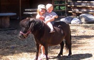 Petting Zoo