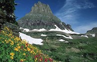 Spring Flowers in Glacier