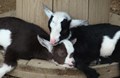Barnyard Excitement