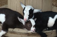 Barnyard Excitement