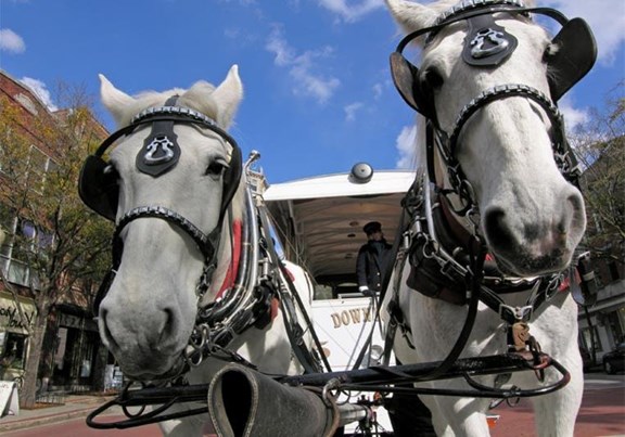 Horse-Drawn Carriage Tours