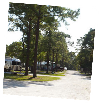 Sit under the Pines and Relax!