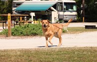 Wilmington KOA