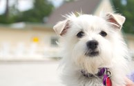 Bark Park & Dog Run