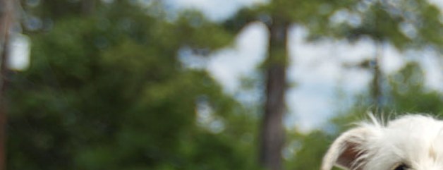 Wilmington Koa Camping In North Carolina Koa Campgrounds