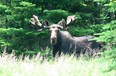 Moose Tours Photo