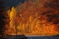 Fall Foliage~Don't forget your camera! Photo