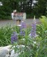 Lupine Festival, in Franconia Photo