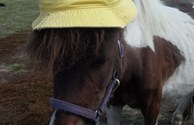 WE DON'T HORSE AROUND!