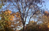 The Mystery Tree!!!