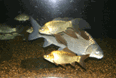 Gavins Point National Fish Hatchery & Aquarium Photo