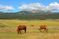 Horseback Riding (next door) Photo