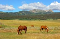 Horseback riding