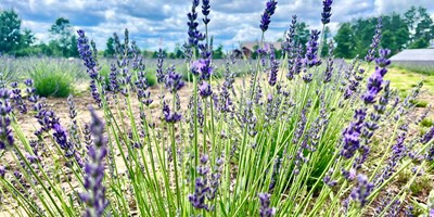 Walk through Lavender Fields at the Uncommon Ranch