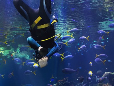 Sea World Team member is scuba diving upside while inside of one of the marine life tanks.