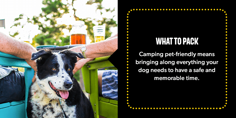 A Guide to Dog Allergies - Camping With Dogs