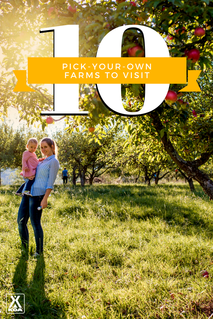 10 Pick-Your-Own Farms to Visit this Fall