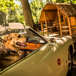 5 Tips for Camping with Pets Image