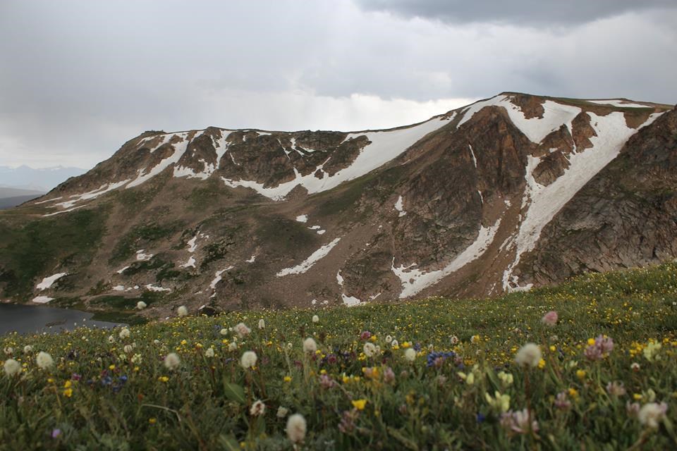 Beartooth Highway Wildflowers