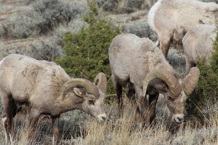 Bighorn Sheep