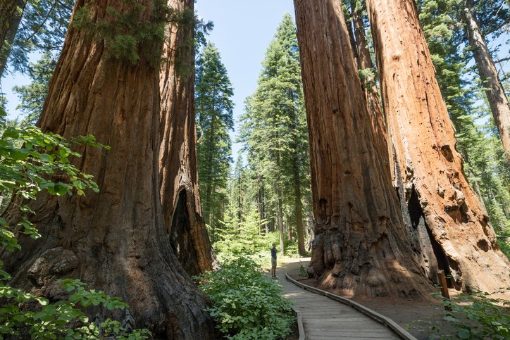 Calaveras Big Trees State Park