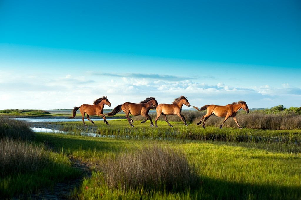 Cape Lookout Wild Horses