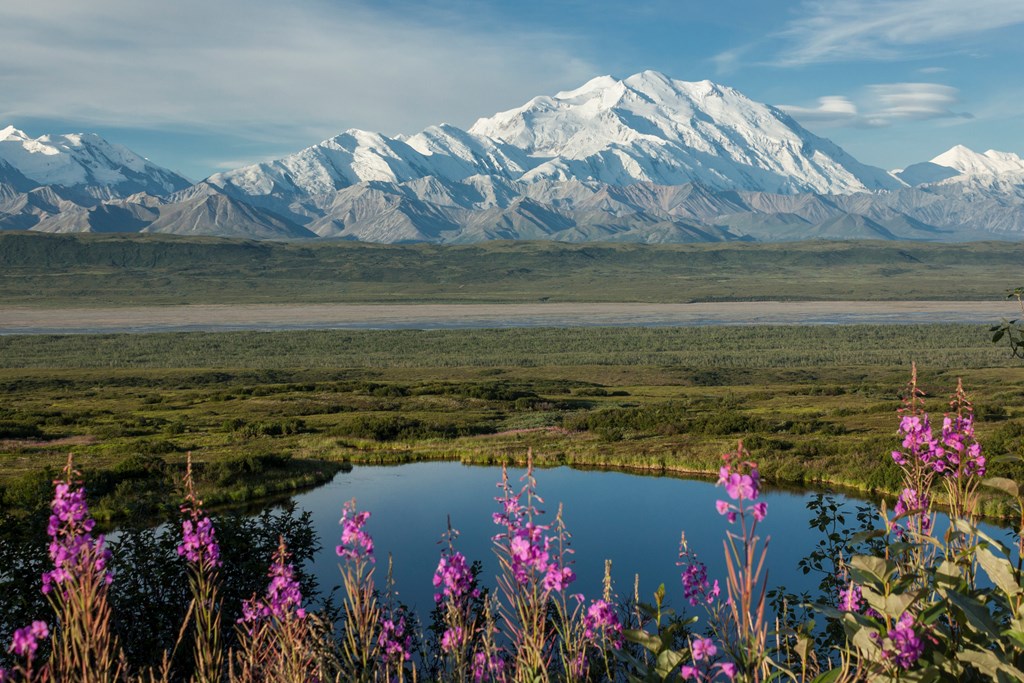 Denali and Fireweed, Denali National Park, Alaska