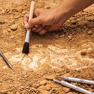Five Places to Learn About Dinosaurs and Fossils Image