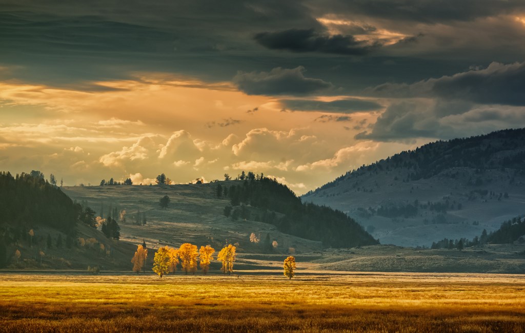 Aspen in late afternoon sunlight. Field in foreground, aspen in middle ground and hills in the background.