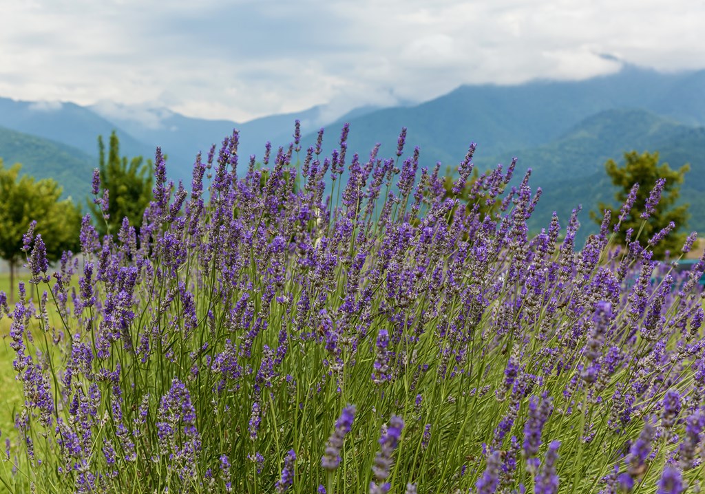 Closeup of a lavender bush in the mountains of Georgia