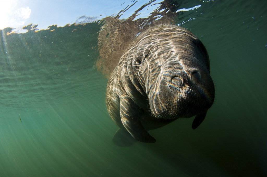 Florida Manatee