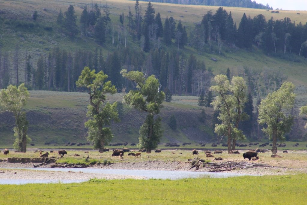 Lamar Valley in Yellowstone National Park