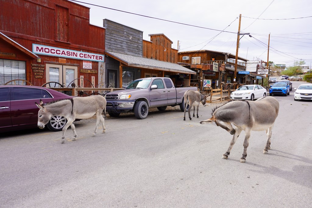 Burros walking down the street in Oatman, Arizona