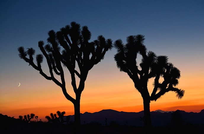 Joshua Tree