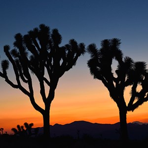 A New KOA in Palm Springs Welcomes Guests Image