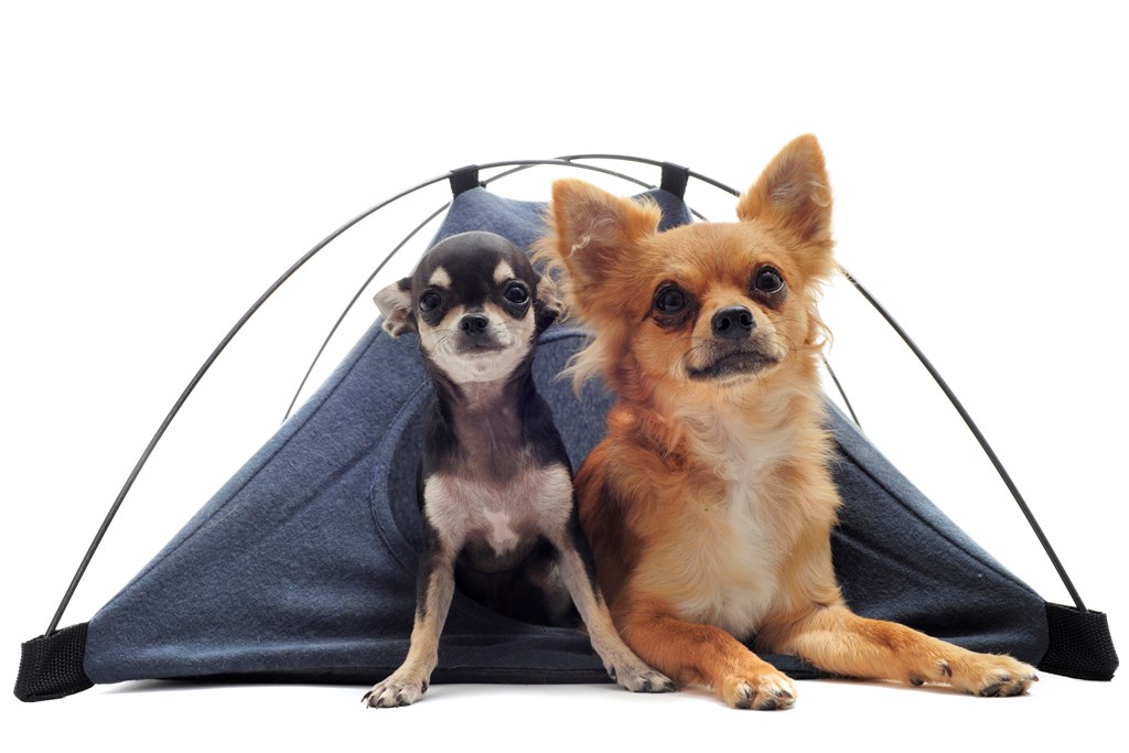 5 Tips for Camping with Pets #KOACamping