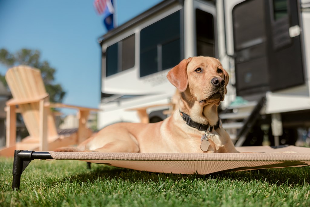 A yellow lab lays on his dog bed at a KOA campground.