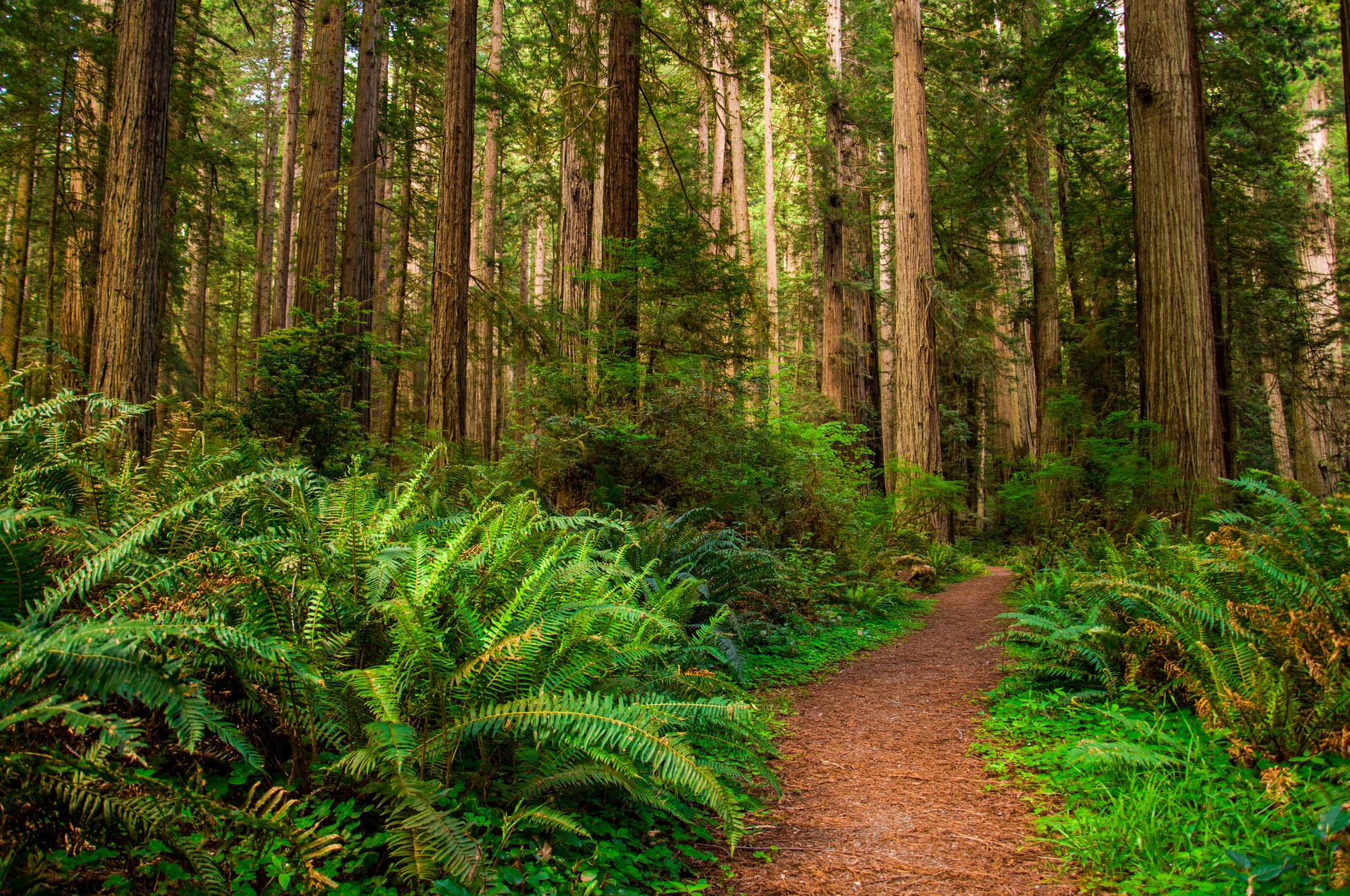 Redwood-National-Park-Northwest-Coast-Dream-Trip