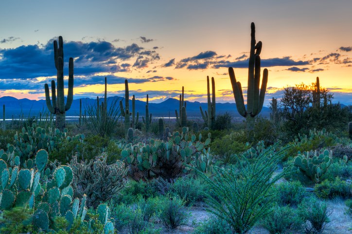 Saguaro National Park