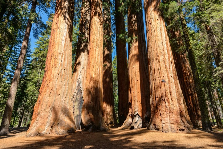 Sequoia National Park