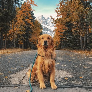 Meet These Endearing Pets Who Have Camped More Than Most People Image