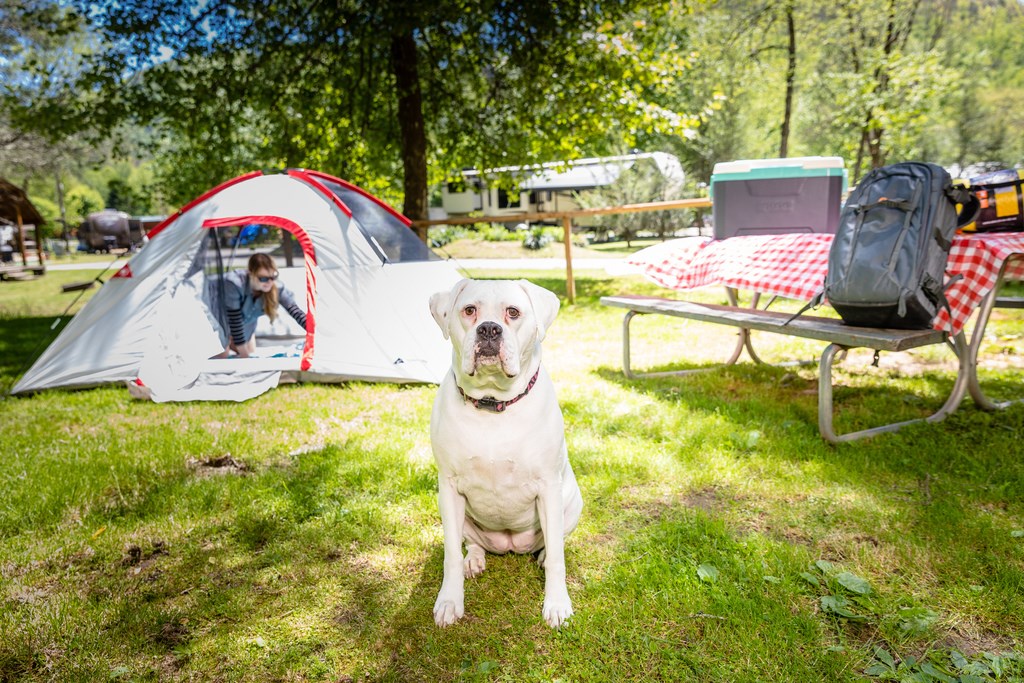 Buy a tent near me hotsell