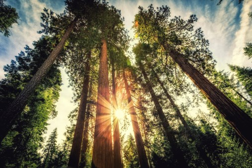 Tall Forest of Sequoias