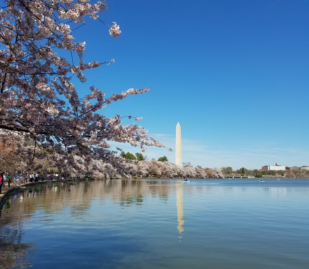 The Cherry blossom festival in Washington DC, USA