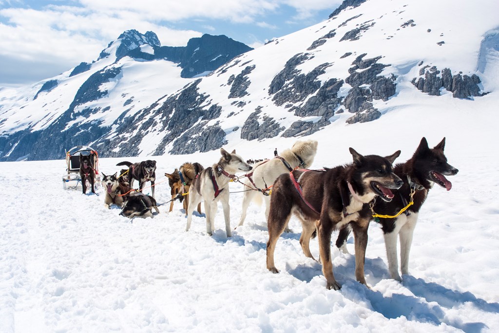 A dogsled ready for a ride in the snowy Alaskan landscape.