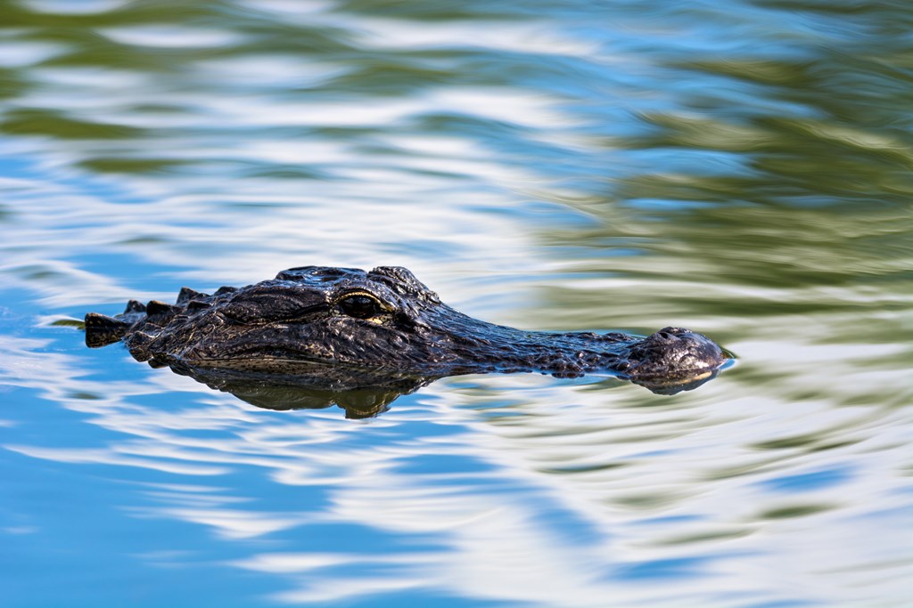 An American alligator looks out of the water.