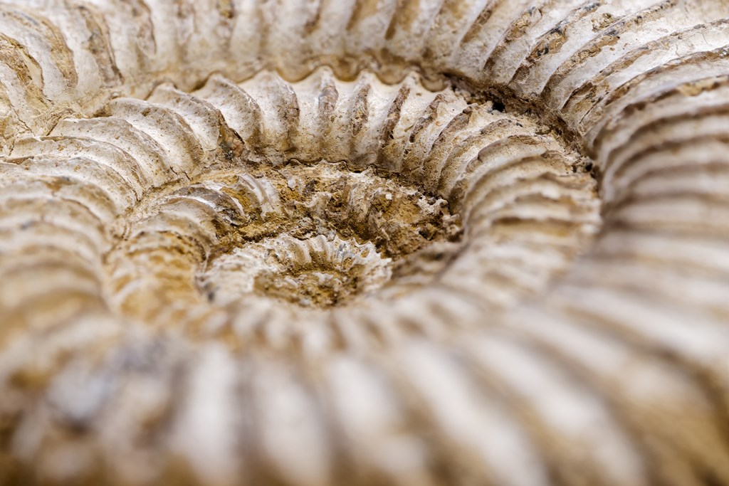 Fossilized ammonite shell.